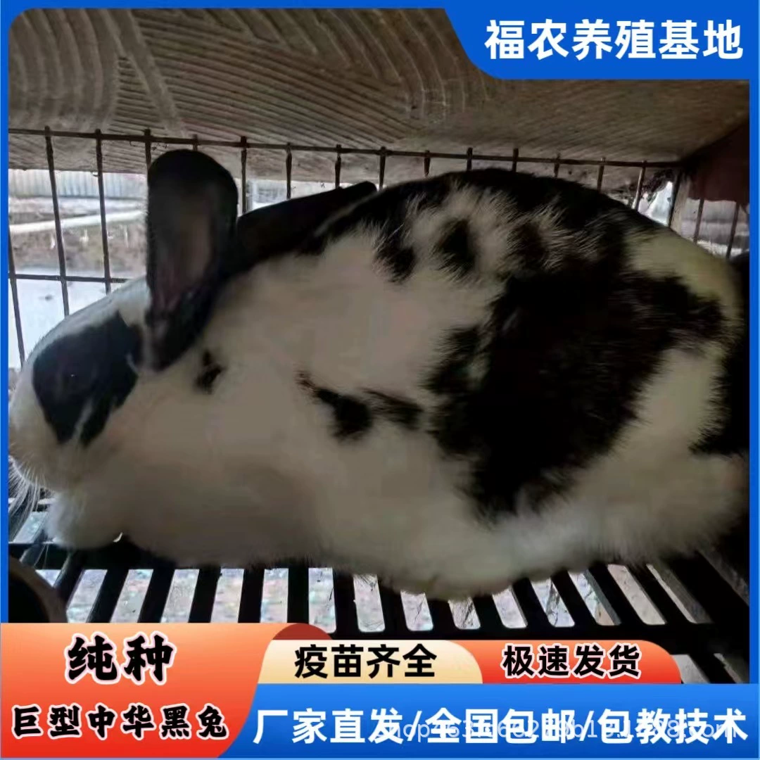 Чистокровные гигантские кролики с цветами живут по оптовой цене, большие высокоурожайные гигантские кролики с цветами, разведение кроликов, цветы типа и цвета доступны по всей стране, бесплатная доставка