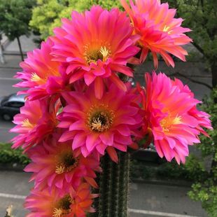 ���ﷲ�_��������ë�����ʲݽ�~�w�����������Դ�Ʒ�N������