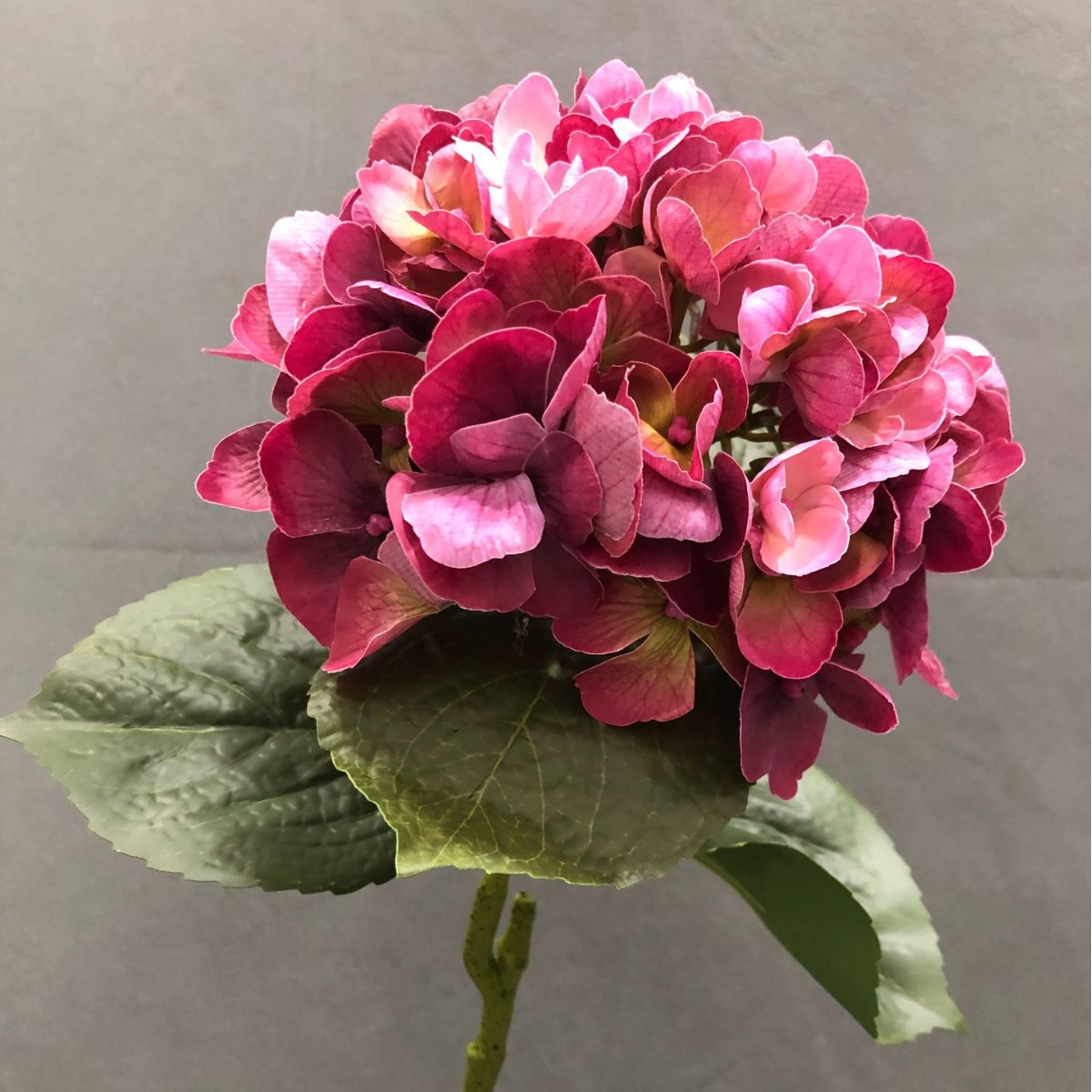 창백한 녹색 하트와 함께 붉은 장미