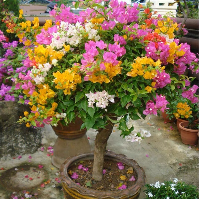 Bougainvillea with Flowers, Large Seedlings, Potted Plants, Blooming Flowers in All Seasons, Climbing Vines, Double-Petal Plants, Indoor Balcony Courtyard Saplings