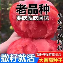 本地番茄种子早熟肉厚沙质粉红圆形大西红柿种籽蔬菜大全支持批发