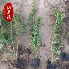 连翘树苗绿化苗 庭院绿化工程苗木 连翘杯苗风景树苗 黄老虎小苗