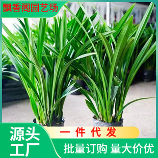 Dropshipping [Top Ten Precious Orchids] Premium Ink Orchid Black with Buds Indoor Potted Fragrant Flower View