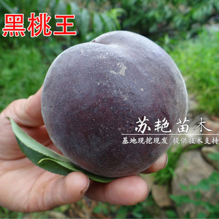 ���A�������Ҙ�������ҹ�����һʺ����޽Ӯ���Y���ϱ����Nֲ