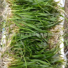 �̿�� �������������Ӳ�΢�X���Ӳ��뻨��β��S�ҬF؛���l