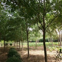 苗圃基地批发耐寒皂角皂角树价格皂角树小苗规格齐全