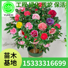 ɽ�軨��С����ɫ�൤�����ļ������_���ͺ� �軨С�� �ϱ����Nֲ