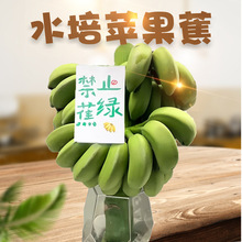 【水培苹果蕉】广西苹果粉蕉 代发4/9斤带杆新鲜观赏水果香蕉盆栽