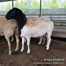 肉羊养殖场 绵羊=杜寒杂交绵羊价格-杜泊绵羊养殖