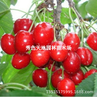 ���A�����Ҙ��m�޽Ӱ����S�ۙ��Ҙ�������ˮ��С�������ϱ����Nֲ