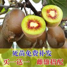 猕猴桃树果苗软枣猕猴桃树苗红心猕猴桃树果苗南方北方种当年结果