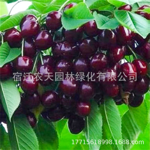 ������܇���Ә��簫�����Ե��Ԯ���Y���ϱ����Nֲ�ش���ҹ����m