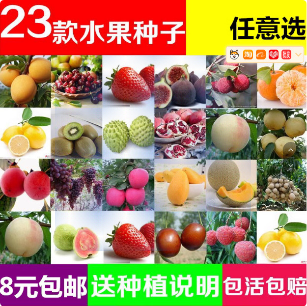 梨树杜梨籽桔子樱桃枇杷山楂石榴葡萄木瓜核桃家庭园艺阳台种植