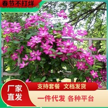 里昂村庄铁线莲花苗盆栽爬藤花卉绿植物耐热四季开花阳台庭院耐阴