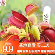 食人花种子 食人花种子品牌 图片 价格 食人花种子批发 阿里巴巴