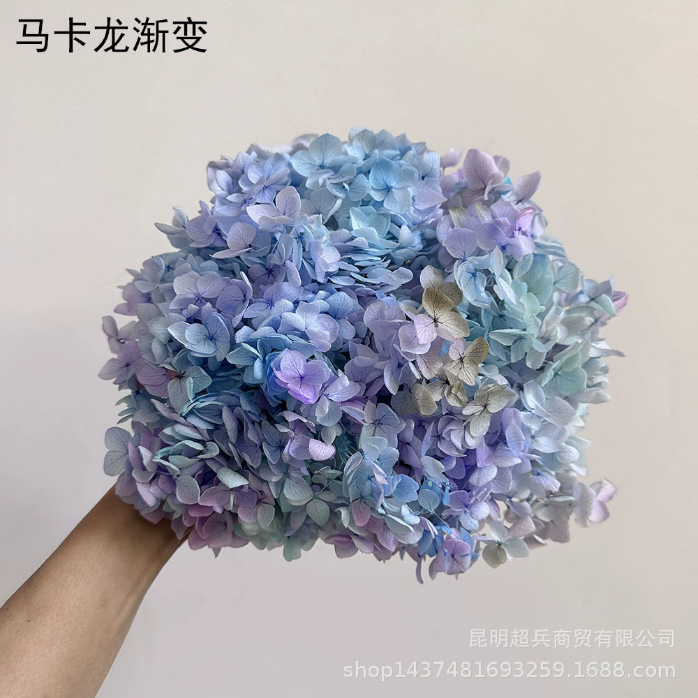 [Вечная Life Flower Hydrangea] Анна Градиентный цвет Лист Hydramid Книга цветов оптом DIY цветочная коробка материал для просмотра