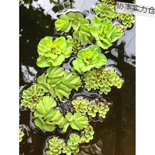�B�~�B���~��С��Ƽˮˮܽ��ˮ��ˮ��ֲ��N�����׾Gֲˮ���쾰