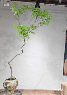 б�h�S�G�����Ϙ��辰����ֱ���g���҃��쾰�U�ⲻ��������