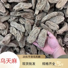 昭通烏天麻20頭のばら積現物卸売りの各種規格は天麻現物卸売りの価格が大きい