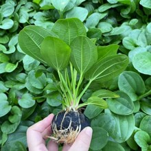 �O������ʹ�����~����ˮ�ݻ��w�݈�ֱ�I����ľ��Ժ��B���õ�ɰ