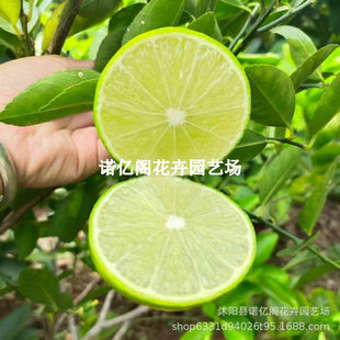 ̨���ļ��V�|�o����ˮ���ʘ���ʳ�õ��Ժ��Ϸ��Nֲ�����ʘ�������