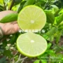 南方台湾盆栽种植树苗