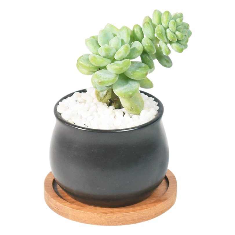 Мясистый цветочный горшок Зеленое Горшечное растение Черно-белый круглый живот Внутренний керамический маленький цветочный горшок Бамбуковый и деревянный поднос Новый продукт