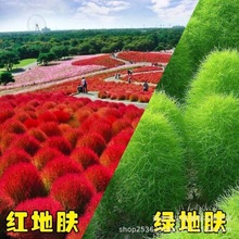 地肤种子 红地肤 绿地肤种子扫帚苗 孔雀松 景观花海庭院草花种子