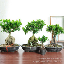 ֱNGֲ Ř^҃ ˅Ř辰䘶С~