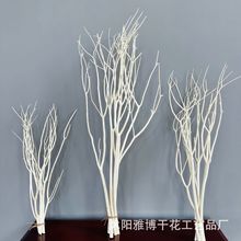 ��ɫ����ľ��֦�����͏d�����c���T�bɘ�֦�ܘ����Ŀ�֦