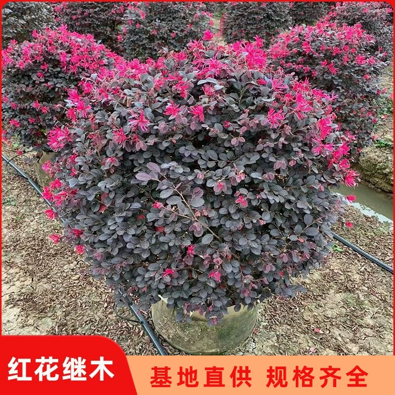 Сафлор саженец красный лист вереск гинзень Привет рассада красного дерева Озеленение цветового блока Проект дерева Рассада красного дерева маленький шарик рассады