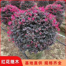 红花继木苗红叶石楠金森女贞红继木苗绿化色块树工程红树苗小苗球