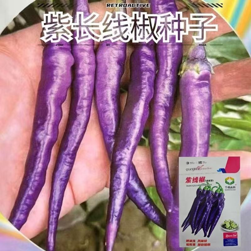 Purple Long Line Pepper Seeds, Purple Pepper Seeds, Spicy Early-Maturing Fruit, Bright Purple Courtyard Balcony Vegetable Seeds