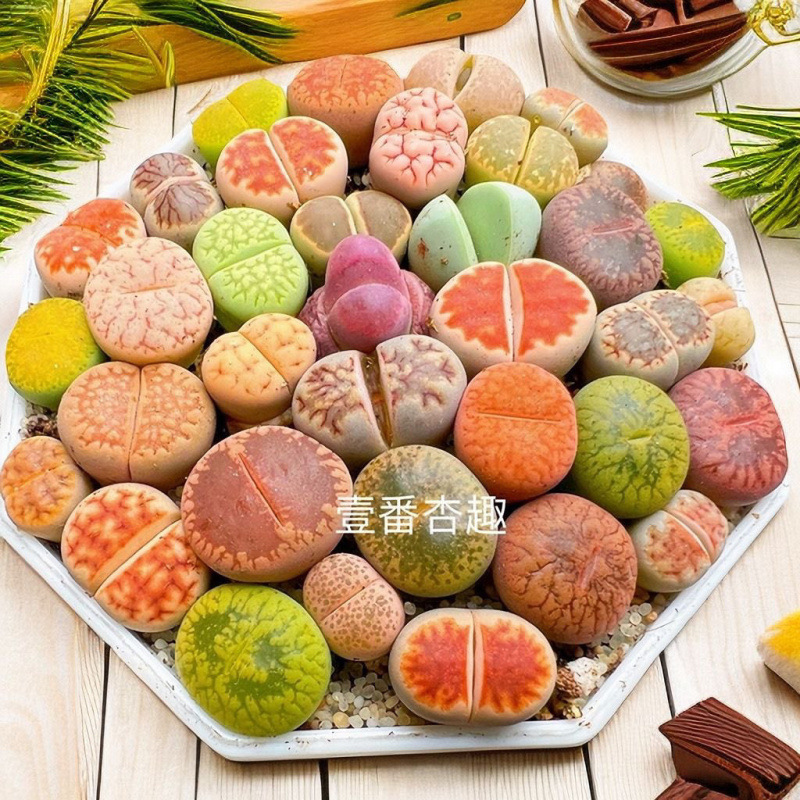 カラフルなリトープスの母株、大きな花、花、多肉植物、卸売鉢植え、育てやすい、耐寒性|undefined