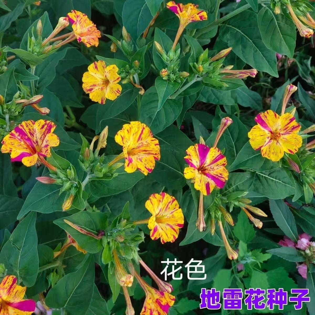 跨境茉莉花种子多年生四季栽易种植物紫茉莉夜来香地雷花浓香花种