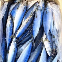鮁魚凈重無冰衣青占魚鮐魚青花魚鮐紅燒新鮮冷凍日料海鮮水產批發
