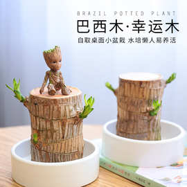 巴西木水养幸运木格鲁特树人开花带芽懒人绿植办公室内桌面小盆栽