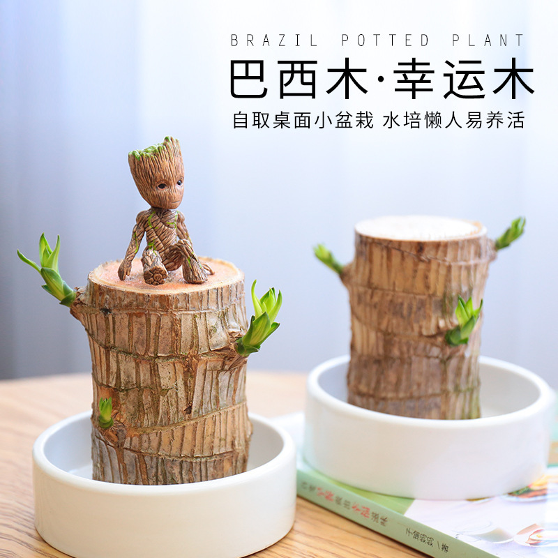 Brazilian Wood Water-Raised Lucky Wood Groot Tree Man Blooms with Buds Lazy Green Plant Office Desktop Small Potted Plant Brazilian Wood Water-Raised Lucky Wood Groot Tree Man Blooms with Buds Lazy Green Plant Office Desktop Small Potted Plant