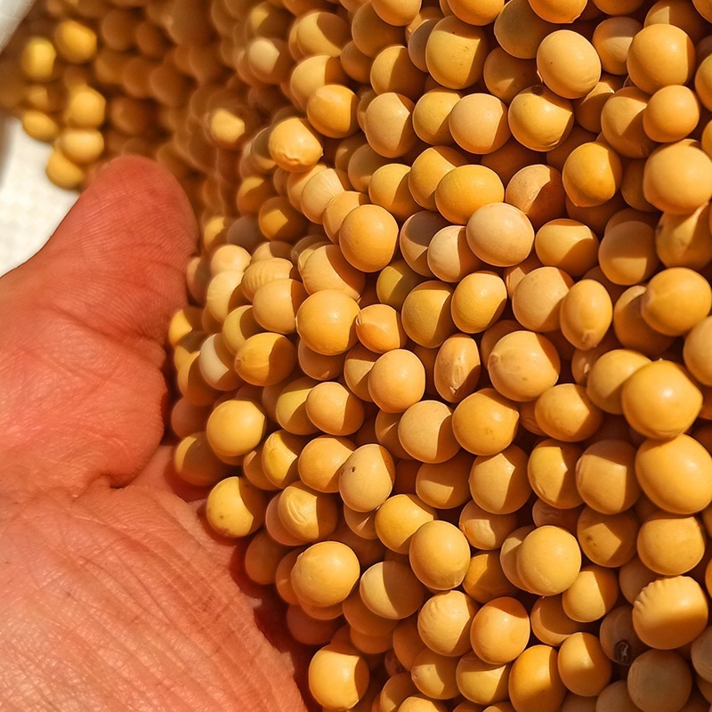 材料熟黄豆粉驴打滚豆乳盒子纯红糖滋粑烘焙现磨商用面即食黄豆粉|undefined
