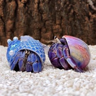 ��ͯ�Y����ˌ�������ľ�з������ﵭˮ����Ұ������^�pз�з