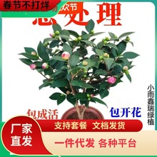 һll軨ɽ軨҃ȻֲļB_