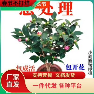 һ�����l�������l�����軨����ɽ�軨�����҃Ȼ���ֲ���ļ����B�_