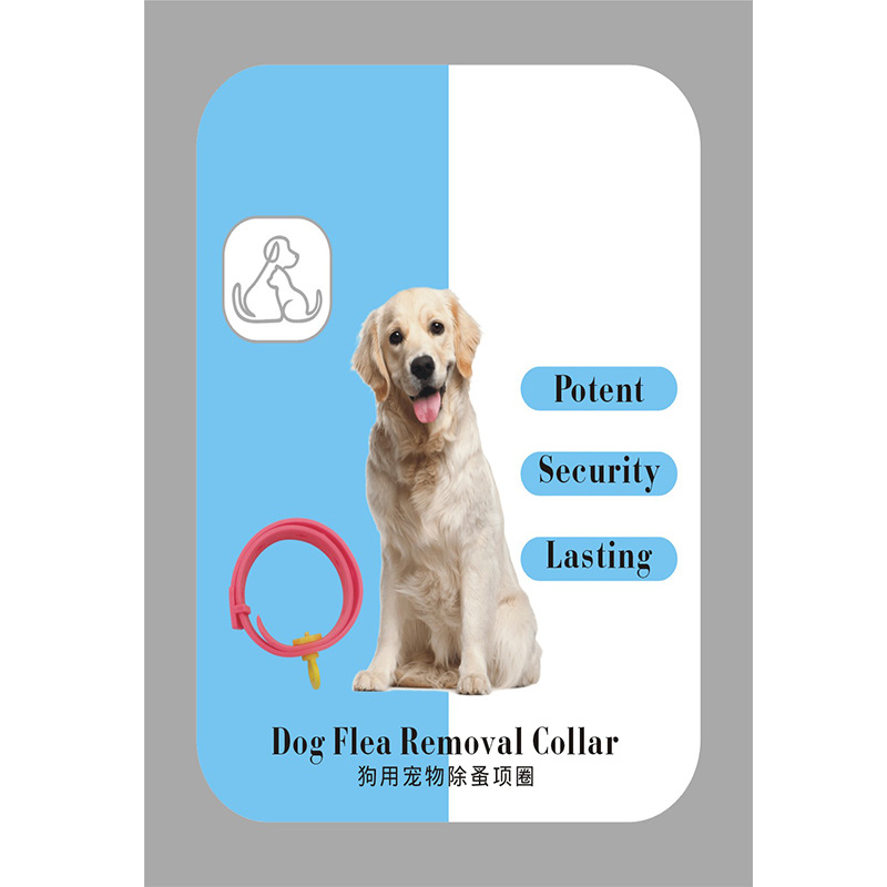 개 서클의 국제 영어 버전