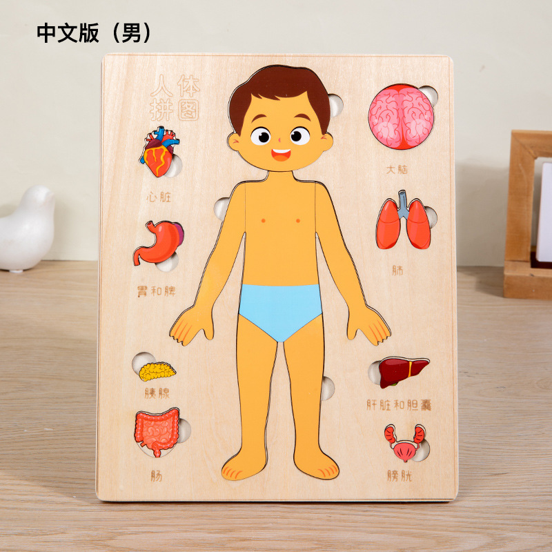 Puzzle de corps humain multicouche [modèle chinois masculin] 0,18 kg