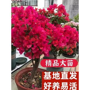 ����÷�ذ����Ԏ������Ϙ��ش�̖�ļ��_����Ʒ÷����������������