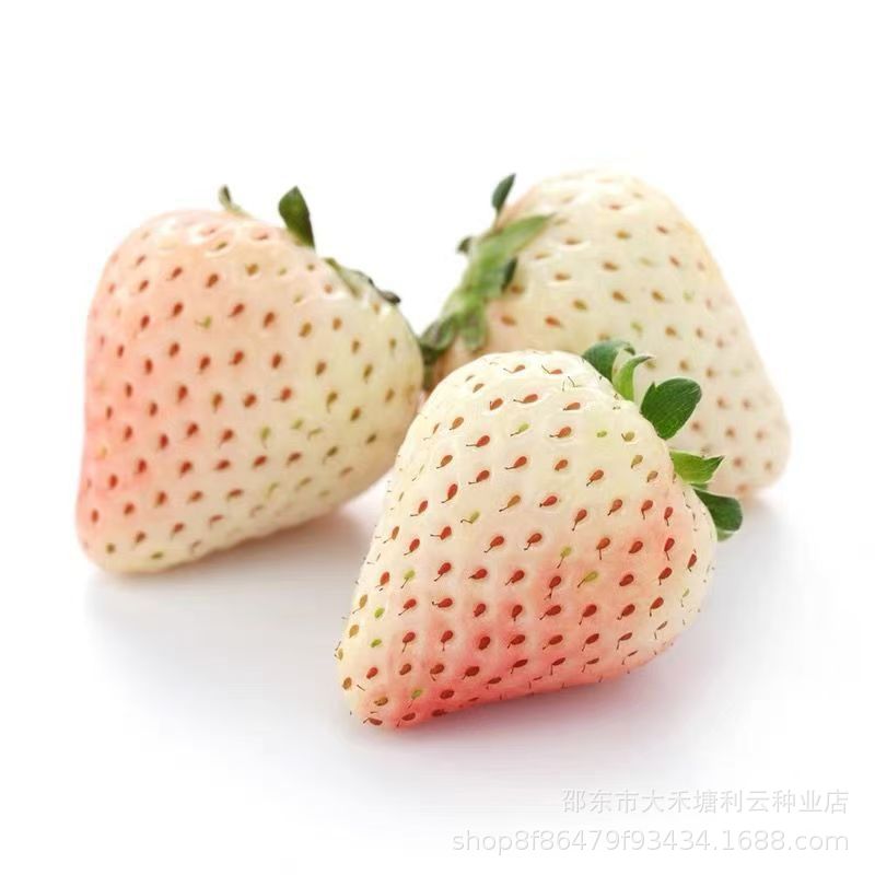 Cream white autumn strawberry