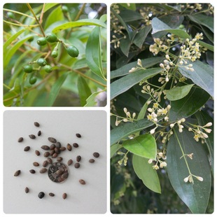 ��ľ�N�����ù�N���������N��ɽ���ƽ����N��Ұ�𻨷N������