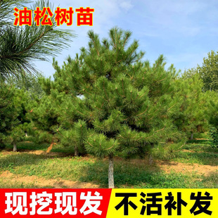 ���ɘ���ͥԺ�Tǰ�Nֲ���Ե������F�L����G��������ľ�ͺ�ֲ��