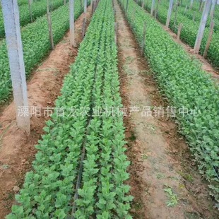 ���پW �Bֳ�W �Nֲ�W �ջ��W �²˾W ���۾W �[�^�W ������W