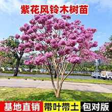 紫花风铃木树苗巴西黄花粉花分铃木庭院行道名贵风景大树绿化植物